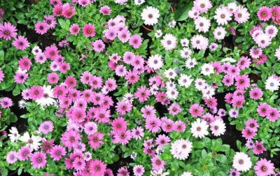 ​花卉知识|小巧的雏菊，却是意大利的国花！