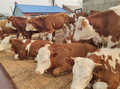 ​养牛不挣钱？深度剖析背后的残酷真相