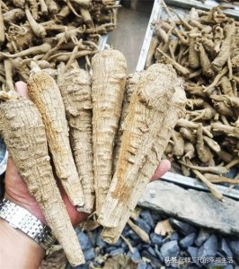 ​2021年中药材白芷涨价了