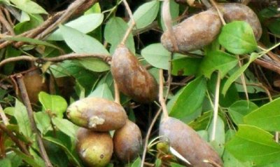 ​农村树上的紫皮香蕉，你们知道这是什么吗