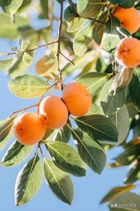 ​这些清新淡雅的壁纸，如同山间清泉，洗涤着心灵的尘埃