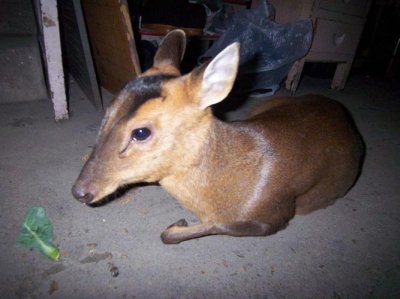 ​麂子是什么（麂子介绍）