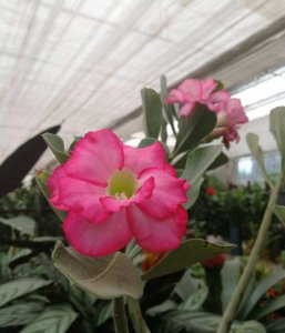 ​飘香藤好养吗