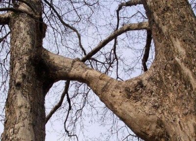 ​连理枝是什么植物（连理枝的介绍）