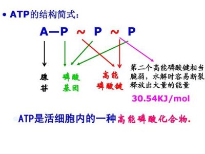 ​atp是什么（atp解释）
