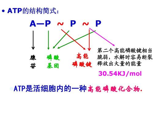 atp是什么（atp解释）