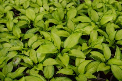 ​玉簪花秋天怎么养