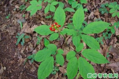 ​小人参长什么样（小人参的功效与作用）