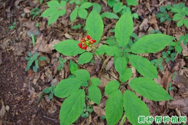 小人参长什么样（小人参的功效与作用）