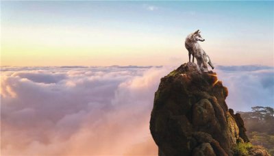 ​狼的天敌食狼鹰 狼的天敌是什么鸟