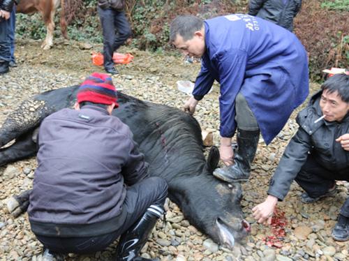 现在农村有哪些可以致富的项目（农村可以致富的几个项目）(4)