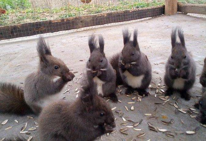 农村小伙在家养它，100元1只还在不停涨，1年可赚几十万