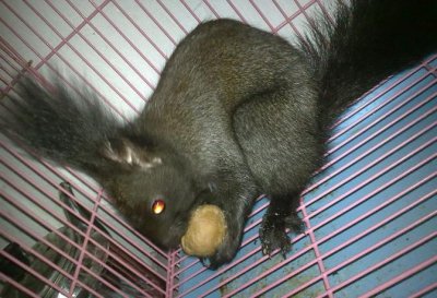 ​农村小伙在家养它，100元1只还在不停涨，1年可赚几十万