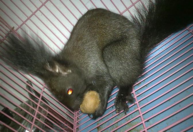 农村小伙在家养它，100元1只还在不停涨，1年可赚几十万