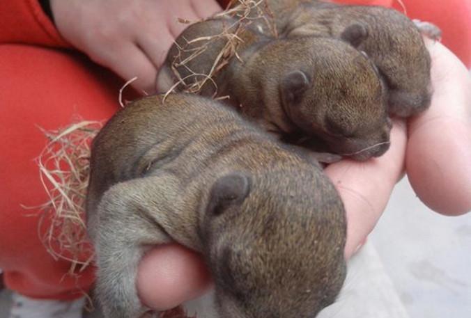 农村小伙在家养它，100元1只还在不停涨，1年可赚几十万