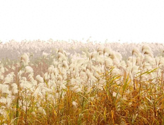 农村随处可见的这种植物！竟然就是诗经中说的“蒹葭”！