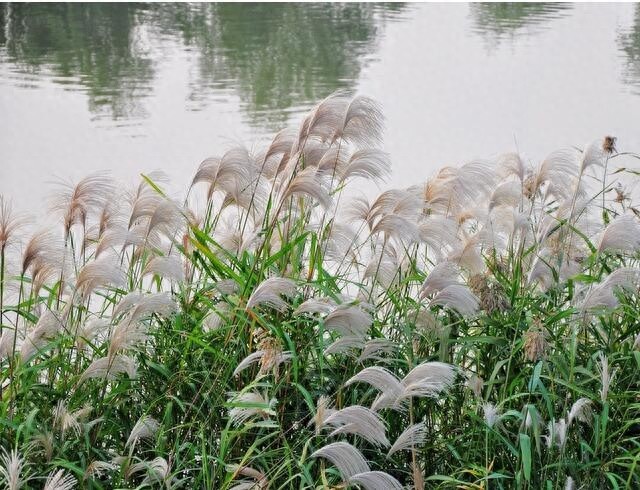 农村随处可见的这种植物！竟然就是诗经中说的“蒹葭”！