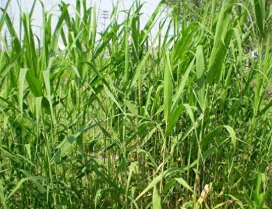 ​农村随处可见的这种植物！竟然就是诗经中说的“蒹葭”！