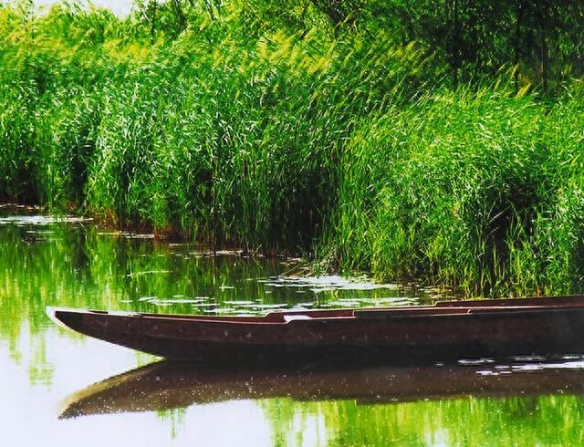 农村随处可见的这种植物！竟然就是诗经中说的“蒹葭”！
