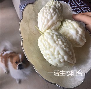 ​老年人必备的降糖低热量食物--白玉苦瓜，阳台就能种，持续收瓜