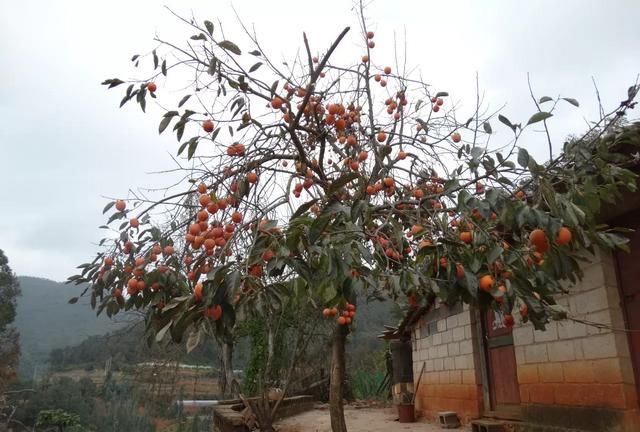 柿子怎么泡更甜更脆呢，柿子用什么办法才能不涩？图2