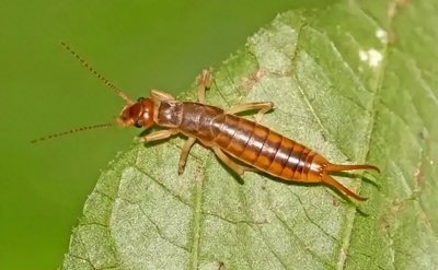 ​哪些地方容易出现蠼螋？蠼螋会从哪些地方出现？