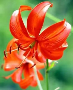 ​红灿灿，红艳艳花朵—山丹丹花