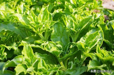 ​南方地区如何种植冰菜？