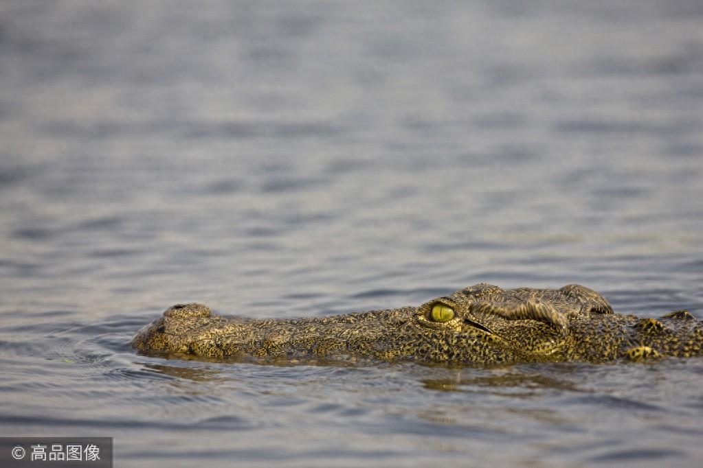 不一样的“视”界，千奇百怪的动物眼睛