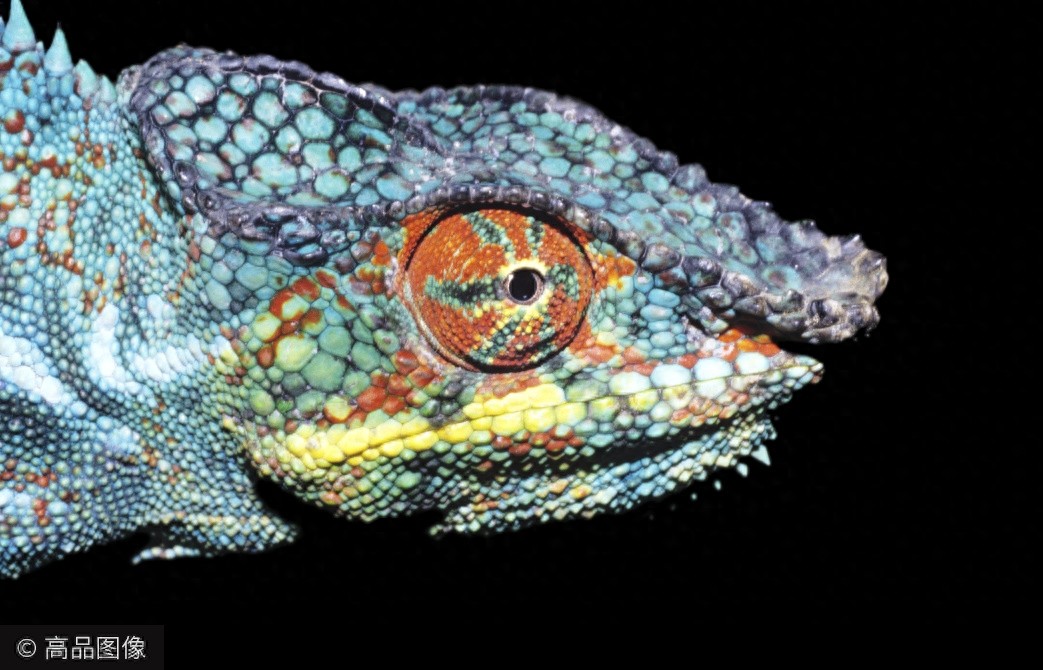 不一样的“视”界，千奇百怪的动物眼睛