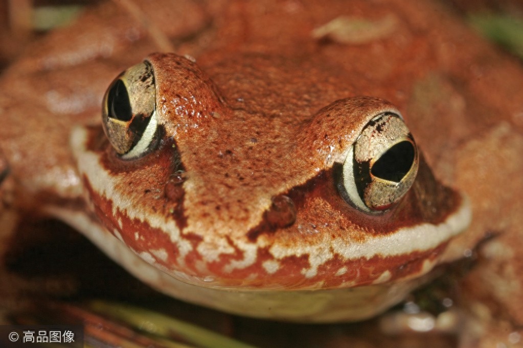 不一样的“视”界，千奇百怪的动物眼睛