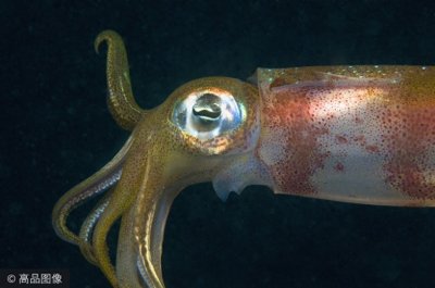 ​不一样的“视”界，千奇百怪的动物眼睛