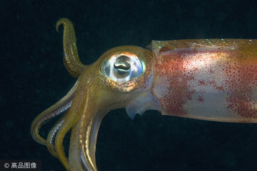 不一样的“视”界，千奇百怪的动物眼睛