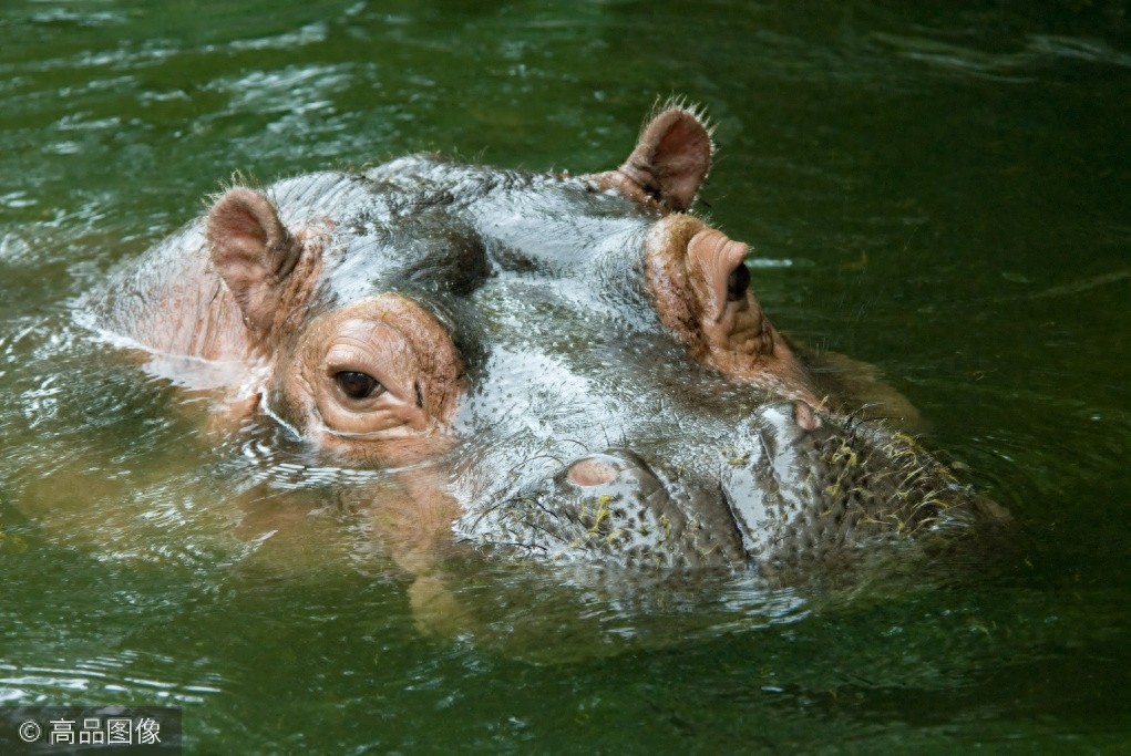 不一样的“视”界，千奇百怪的动物眼睛