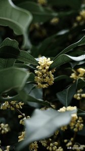 ​“至今不会天中事，应是嫦娥掷与人”皮日休五首名诗赏析