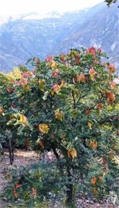 ​南美洲塔拉-全身都是宝，人称“红宝”