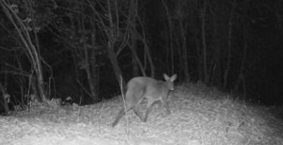 ​麝香1克值800元！取香过程有多残忍？雄麝为保命只能自己咬破香囊