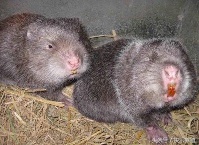​竹鼠上千元一只，是致富好项目还是养殖骗局？