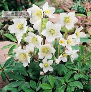 ​每日一花11.16：圣诞蔷薇