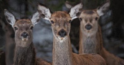 ​热闻丨美国测出“僵尸鹿”病毒，专家：或感染人类