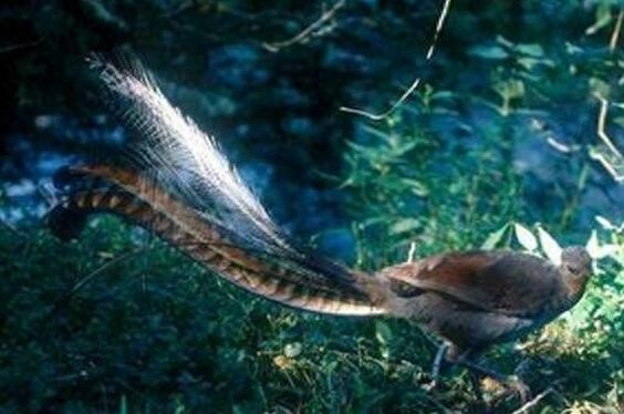 颜值与才华俱佳的琴鸟竟可以唱出20多种歌声,堪称动物界白富美