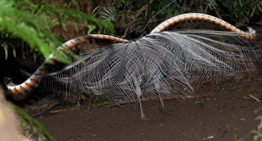 颜值与才华俱佳的琴鸟竟可以唱出20多种歌声,堪称动物界白富美