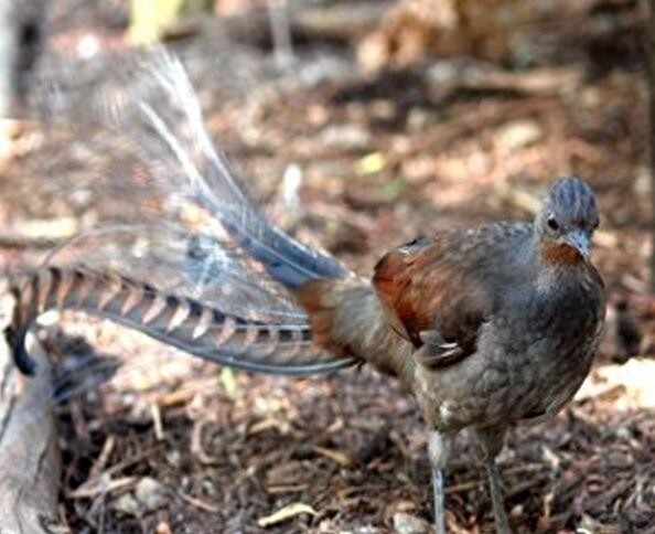 颜值与才华俱佳的琴鸟竟可以唱出20多种歌声,堪称动物界白富美