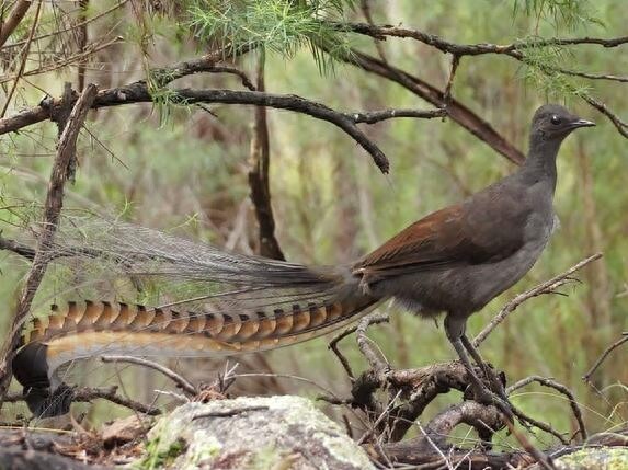 颜值与才华俱佳的琴鸟竟可以唱出20多种歌声,堪称动物界白富美