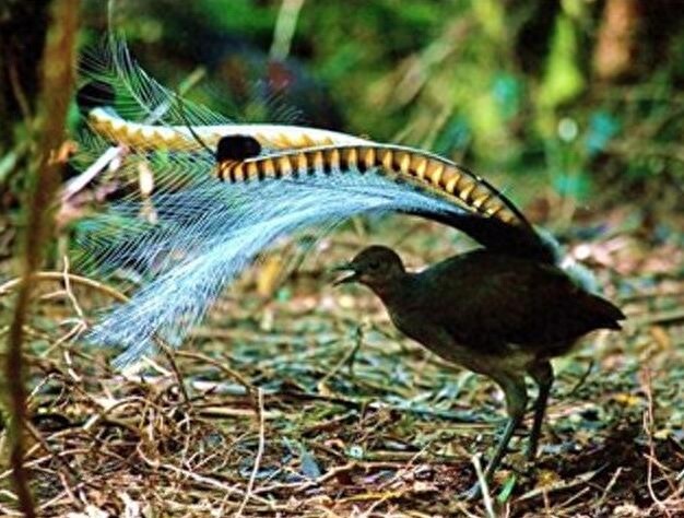 颜值与才华俱佳的琴鸟竟可以唱出20多种歌声,堪称动物界白富美