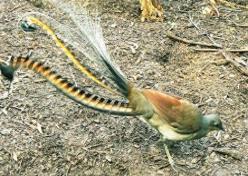 颜值与才华俱佳的琴鸟竟可以唱出20多种歌声,堪称动物界白富美