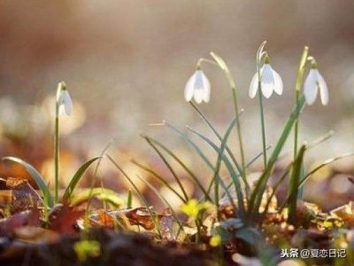 ​白羊座—天蝎座配对分析