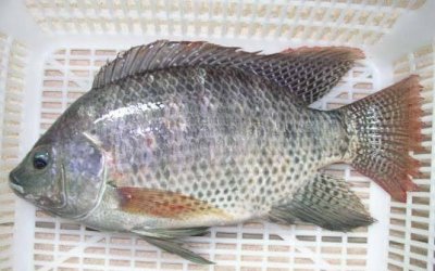 ​罗非鱼刺少又便宜，为什么没有多少人喜欢吃