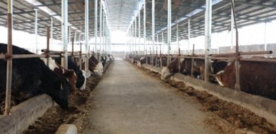 ​郸城县宁平镇：“小群体 大规模”走出养牛致富路