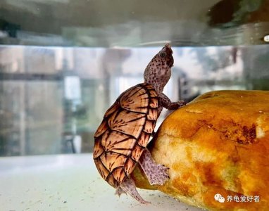 ​反超窄桥，成为新一任蛋龟之王，还得是它啊